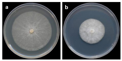   Phytophthora ornamentata  colony morphology of the ex-type (PH152 ndash; Bruno Scanu) grown for 5 days at 20deg;C on (a) carrot agar, (b) potato dextrose agar; photos by Bruno Scanu and Antonio Franceschini, Universitagrave; degli Studi di Sassari, Italy 
